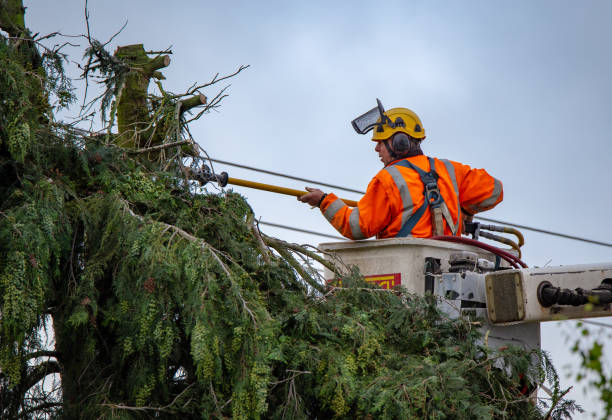 How Our Tree Care Process Works  in  Conley, GA